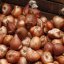 Flower bulbs