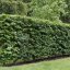 Hedging Plants (Bare root)