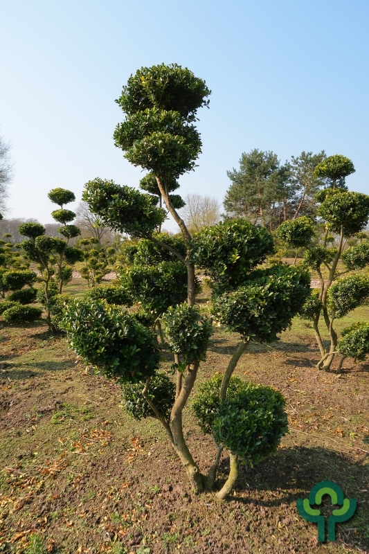 Ilex crenata 'Green Hedge' - Bonsai 175-200